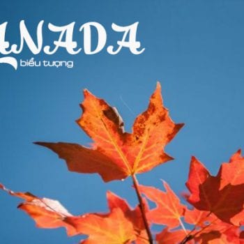biểu tượng canada, biểu tượng của canada, biểu tượng của canada là gì, lá biểu tượng canada, biểu tượng nước canada, biểu tượng của đất nước canada là gì, biểu tượng đất nước canada, con vật biểu tượng canada, những biểu tượng của canada
